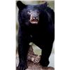Image 4 : Nature’s Best Wildlife Artistry Taxidermy Credit
