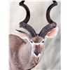 Image 5 : Nature’s Best Wildlife Artistry Taxidermy Credit