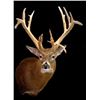 Image 7 : Nature’s Best Wildlife Artistry Taxidermy Credit