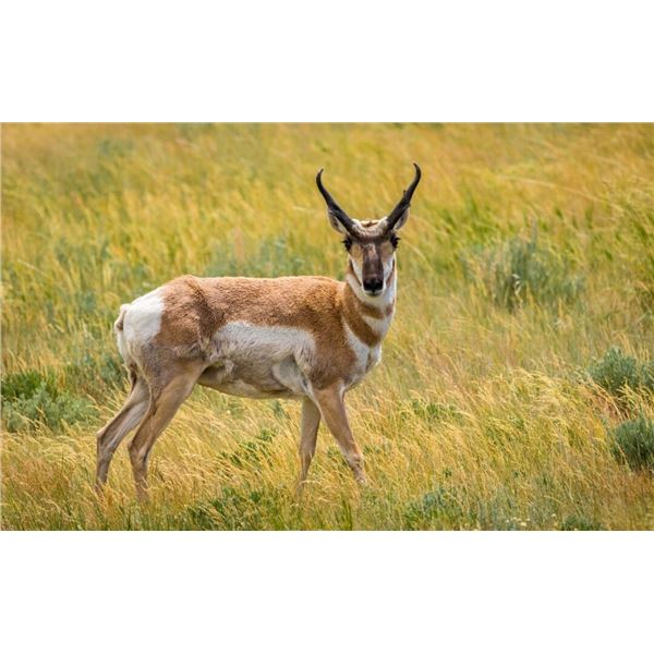 South Dakota Rifle Antelope