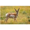 Image 1 : South Dakota Rifle Antelope