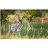 Image 2 : South Dakota Rifle Antelope