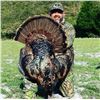 Image 4 : Hunt West Virginia Turkey with the Turkey Thugs and a combat veteran!