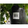 Image 2 : 3 x Indoor Plants Boston Fern and 2 Weeping Fig Plants