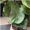 Image 2 : Large Fiddle Leaf Fig Plant 64" Tall