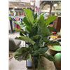 Image 2 : Large Fiddle Leaf Fig Plant 64" Tall
