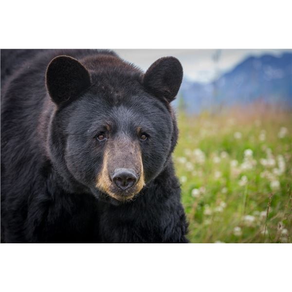 7 Day Alaskan black bear hunt for Two Fathers and Two Sons