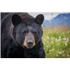 Image 1 : 7 Day Alaskan black bear hunt for Two Fathers and Two Sons