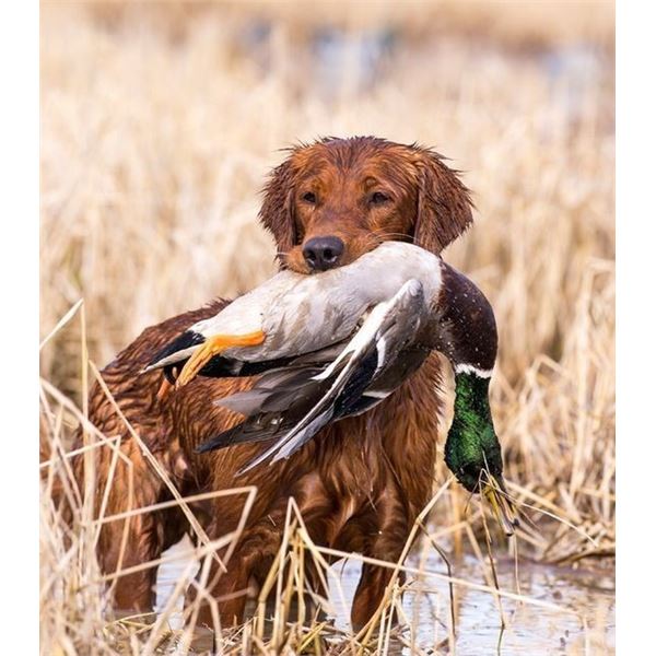 Two-Day Hunt for (6) hunters at Audubon's Historic Pine Island Lodge on Currituck Sound