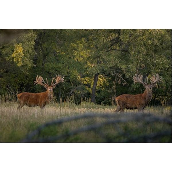 Chase Oklahoma’s Red Stag Giants