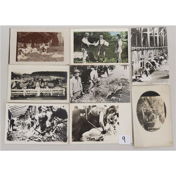 Animals - Sheep Sheering Postcards 15