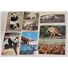 Image 3 : Animals Approx. 160 Postcards