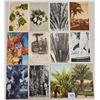 Image 2 : Date Palm Farming Postcards 285+