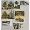 Image 3 : Date Palm Farming Postcards 285+