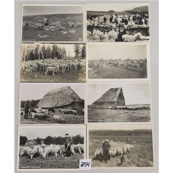 Animals - Real Photo Sheep Postcards 100+