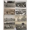 Image 2 : Animals - Real Photo Sheep Postcards 100+