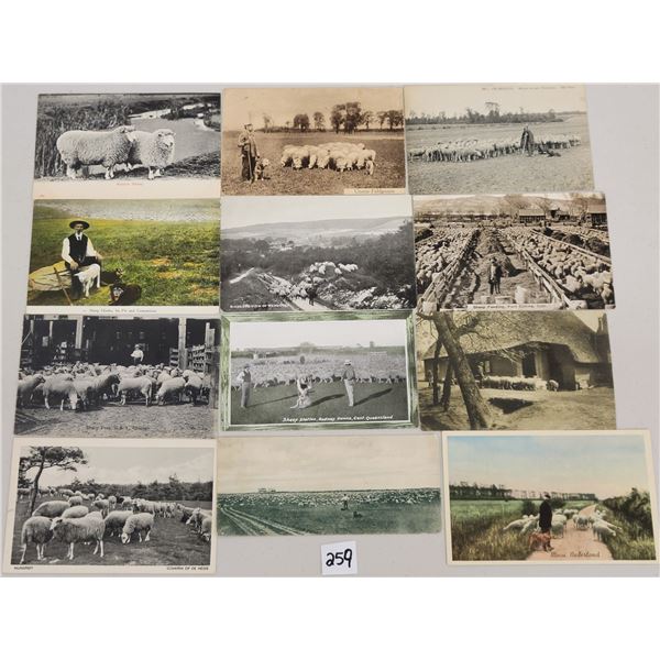 Animals - Sheep & Related Postcards Approx. 130