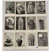 Image 2 : Cactus Approx. 235 Postcards Black & White Showing Different Species