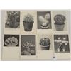 Image 3 : Cactus Approx. 235 Postcards Black & White Showing Different Species