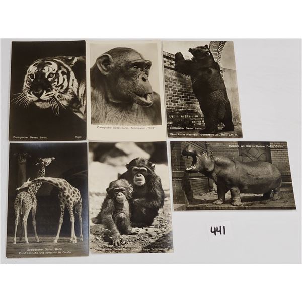 Real Photo Animal Postcards Approx. 55