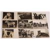 Image 2 : Real Photo Animal Postcards Approx. 55