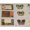Image 7 : Insects on Greeting Postcards Album of Approx. 125
