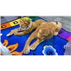Image 2 : APPROXIMATELY 52" LONG MELISSA & DOUG  PLUSH LION & TIGER