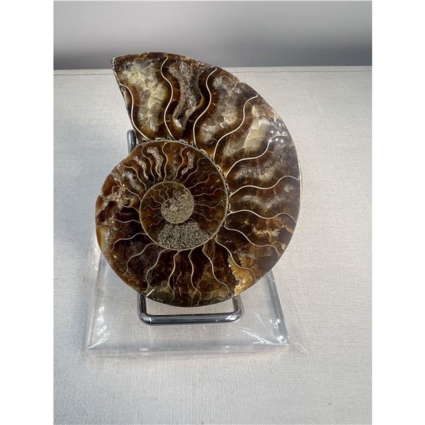 3 inch Ammonite Fossil with Druze