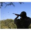 Image 4 : "Cordoba Thunder"- Argentina Dove Hunt for Six