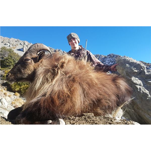 "High Alpine Monarch"-New Zealand Bull Tahr