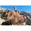 Image 1 : "High Alpine Monarch"-New Zealand Bull Tahr