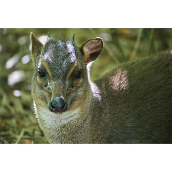 "Hounds and Harbors"- Eastern Cape Hunt and Fish