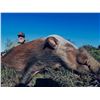 Image 2 : "Hounds and Harbors"- Eastern Cape Hunt and Fish