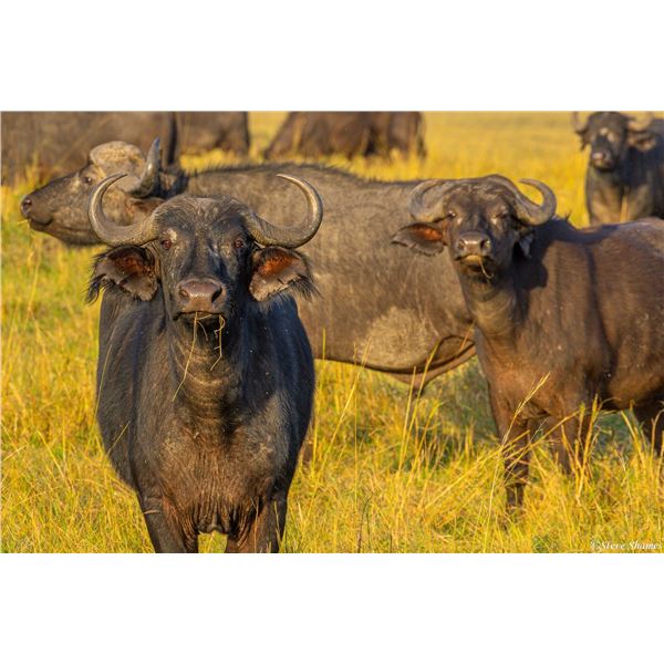 "Hook and Barrel Africa"-Cape Buffalo Cow Safari