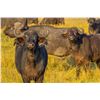 Image 1 : "Hook and Barrel Africa"-Cape Buffalo Cow Safari