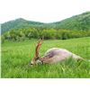 Image 1 : "Serbian Spring"-Roe Deer Safari