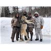 Image 2 : "Ghost of the North"-Ontario Timber Wolf