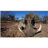 Image 3 : Hunt'sOn Safaris - Eastern Cape 5 Animals for 1 Hunter