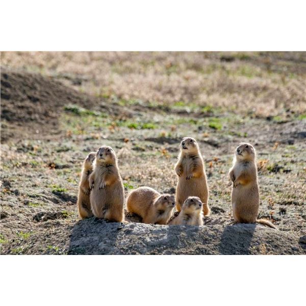 "High Plains Double"-Wyoming Turkey & Prairie Dog Combo
