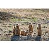 Image 1 : "High Plains Double"-Wyoming Turkey & Prairie Dog Combo