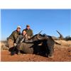Image 1 : Wildebeast Slam for 2 Hunters (2x1) and 2 observers in S. Africa