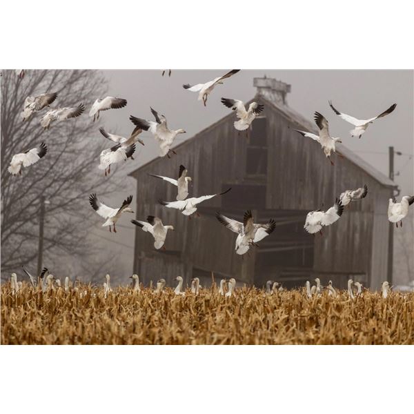 Arkansas Snow Goose Hunt for 2 Hunters (No Limit)