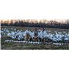 Image 2 : Arkansas Snow Goose Hunt for 2 Hunters (No Limit)