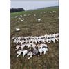 Image 3 : Arkansas Snow Goose Hunt for 2 Hunters (No Limit)