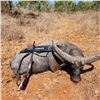 Image 1 : 5 day hunt for 1 bull water buffalo and 1 cow water buffalo 	for 1 hunter and 1 observer