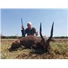 Image 5 : 10-day South Africa Plains Game safari for 2 hunters with 2 trophy animals per hunter