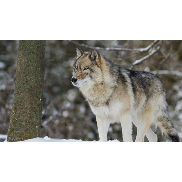 5-day Timber Wolf Hunt for 1 hunter in Kapuskasing, Canada