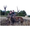 Image 1 : 7-day Scotland Red Stag (1 Hill Stag) for 1 hunter