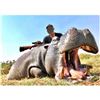 Image 1 : 4 - Days for 1 Hunter - Trophy Fee Included for a non-trophy Hippo (can be upgraded)