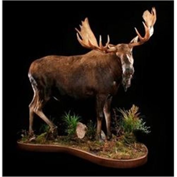 $750.00 Certificate for Taxidermy Services or Woodwork